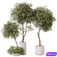 HQ HousePlants Olive Artificial Olivo Olea Tree 3D Model Vray, Corona