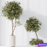 HQ HousePlants Olive Artificial Olivo Olea Tree 3D Model Vray, Corona