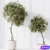 HQ HousePlants Olive Artificial Olivo Olea Tree 3D Model Vray, Corona