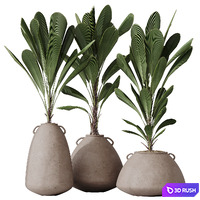 HQ HousePlants Licuala Grandis Ruffled Fan Palm Set03 3D Model Vray, Corona