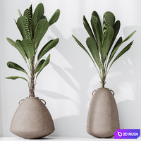 HQ HousePlants Licuala Grandis Ruffled Fan Palm Set03 3D Model Vray, Corona