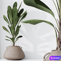 HQ HousePlants Licuala Grandis Ruffled Fan Palm Set03 3D Model Vray, Corona