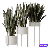 HQ HousePlants Snake Green Sansevieria Trifasciata Robusta 3D Model Vray, Corona