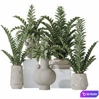 Zamioculcas Zamiifolia Araceae 3D Model Vray, Corona