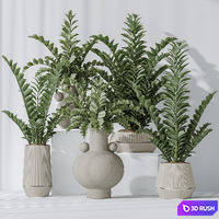 Zamioculcas Zamiifolia Araceae 3D Model Vray, Corona