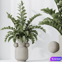 Zamioculcas Zamiifolia Araceae 3D Model Vray, Corona