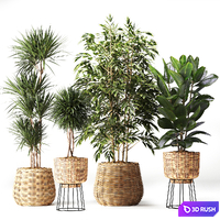 Indoor Plant in Handmade Rattan Pot Set06 3D Model Vray