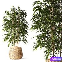 Indoor Plant in Handmade Rattan Pot Set06 3D Model Vray