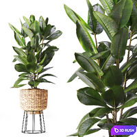 Indoor Plant in Handmade Rattan Pot Set06 3D Model Vray