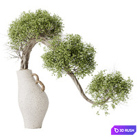 HQ HousePlants Ficus Retusa Microcarpa Bonsai Ginseng04 3D Model Vray, Corona
