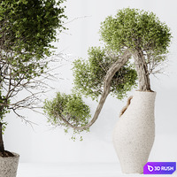 HQ HousePlants Ficus Retusa Microcarpa Bonsai Ginseng04 3D Model Vray, Corona