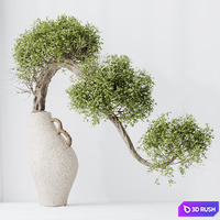 HQ HousePlants Ficus Retusa Microcarpa Bonsai Ginseng04 3D Model Vray, Corona