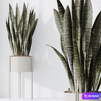 HQ HousePlants Snake Green Sansevieria Trifasciata Robusta 3D Model Vray, Corona