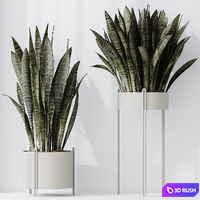 HQ HousePlants Snake Green Sansevieria Trifasciata Robusta 3D Model Vray, Corona