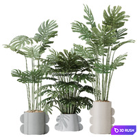 HQ HousePlants Elegant Monstera Deliciosa Large Leaf Form Swiss Cheese Set04