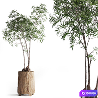 Australian bottleneck plant in Wooden Planter 3D Model Vray