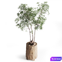 Australian bottleneck plant in Wooden Planter 3D Model Vray