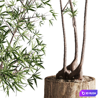 Australian bottleneck plant in Wooden Planter 3D Model Vray