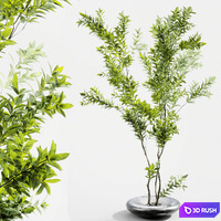 Branches in vases 58 3D Model Vray, Corona