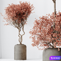 HQ HousePlants Mission Kalamata Leccino Arbequina Wilsonii Chemlali Olive Set 34 3D Model Vray, Corona