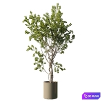 Tree in vase - indoor plant set 509 3D Model Vray, Corona