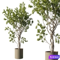 Tree in vase - indoor plant set 509 3D Model Vray, Corona