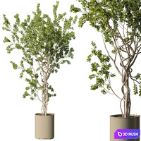 Tree in vase - indoor plant set 509 3D Model Vray, Corona