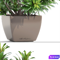 Dracaena 4. Dracaena Reflexa, bush, pot, flower, flowerpot, interior, decorative 3D Model Vray