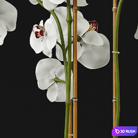 Orchid 11 3D Model Vray