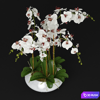 Orchid 11 3D Model Vray