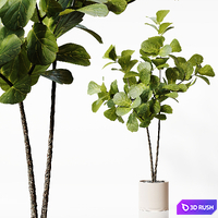 Indoor Plant 25 3D Model Vray, Corona