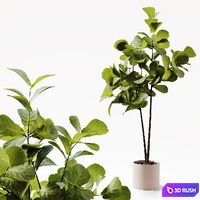 Indoor Plant 25 3D Model Vray, Corona