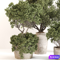 Outdoor plant set 012 3D Model Vray, Corona