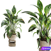Spathiphyllum Plant in Stone Pot 3D Model Vray, Corona