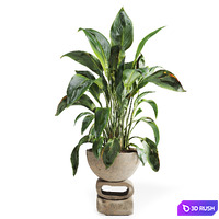 Spathiphyllum Plant in Stone Pot 3D Model Vray, Corona