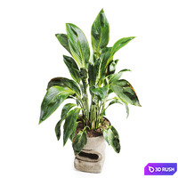 Spathiphyllum Plant in Stone Pot 3D Model Vray, Corona