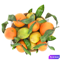 Bowl of lemon mandarin and orange 3D Model Vray, Corona