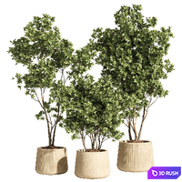 indoor plant set 84 3D Model Corona
