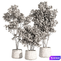 indoor plant set 84 3D Model Corona