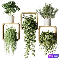 Houseplants in square pots 3D Model Vray, Corona