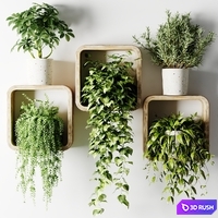 Houseplants in square pots 3D Model Vray, Corona