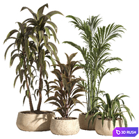 Indoor Plant Set 89 3D Model Corona