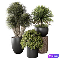 Indoor Plant 03 3D Model Vray, Corona