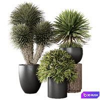 Indoor Plant 03 3D Model Vray, Corona