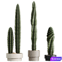 AV HousePlants Cactus Euphorbia Trigona Ingens Candelebra Tree 3D Model Vray, Corona