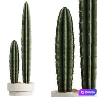 AV HousePlants Cactus Euphorbia Trigona Ingens Candelebra Tree 3D Model Vray, Corona