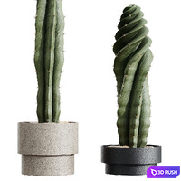 AV HousePlants Cactus Euphorbia Trigona Ingens Candelebra Tree 3D Model Vray, Corona