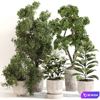 Indoor Plant Set 0141 3D Model Vray, Corona