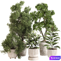 Indoor Plant Set 0141 3D Model Vray, Corona