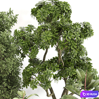 Indoor Plant Set 0141 3D Model Vray, Corona